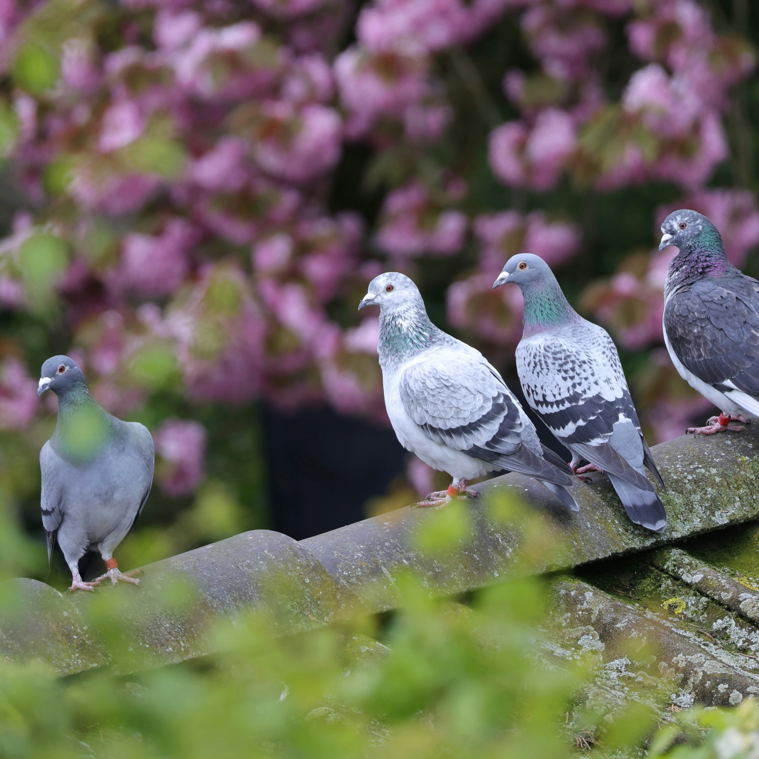 Duiven op je dak of balkon? Dit is waarom ze blijven terugkomen