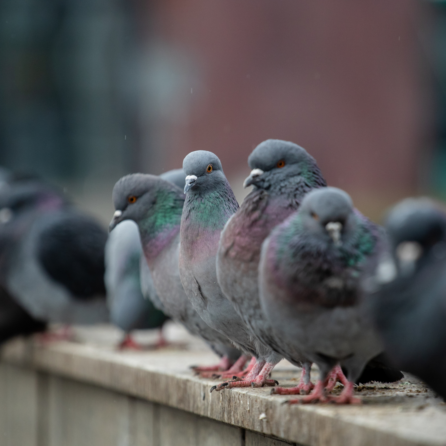 Duiven op je dak of balkon? Dit is waarom ze blijven terugkomen