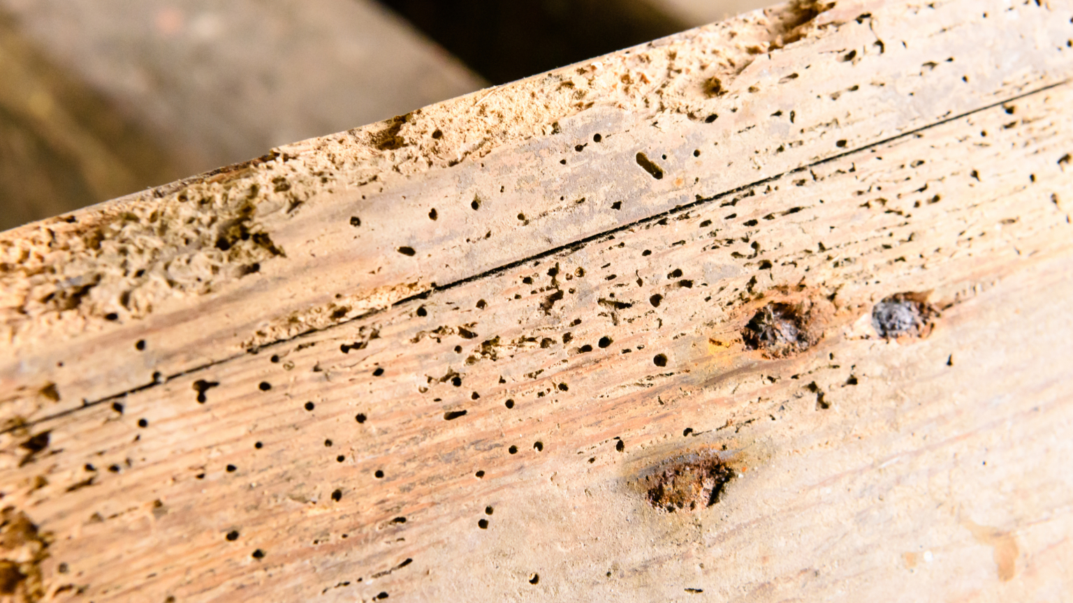Houten plank vol kleine uitvliegopeningen veroorzaakt door houtwormkevers.