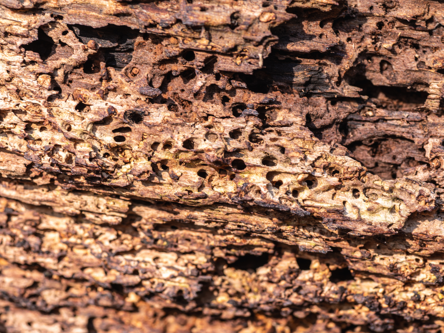 Dichtbij opname van ernstig aangetast hout vol gangen en uitvliegopeningen door houtworm.