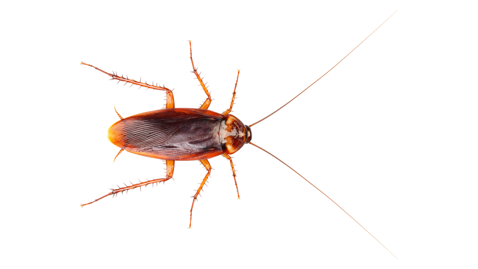 Bruine Duitse kakkerlak met lange voelsprieten van bovenaf gefotografeerd.