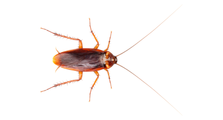 Bruine Duitse kakkerlak met lange voelsprieten van bovenaf gefotografeerd.