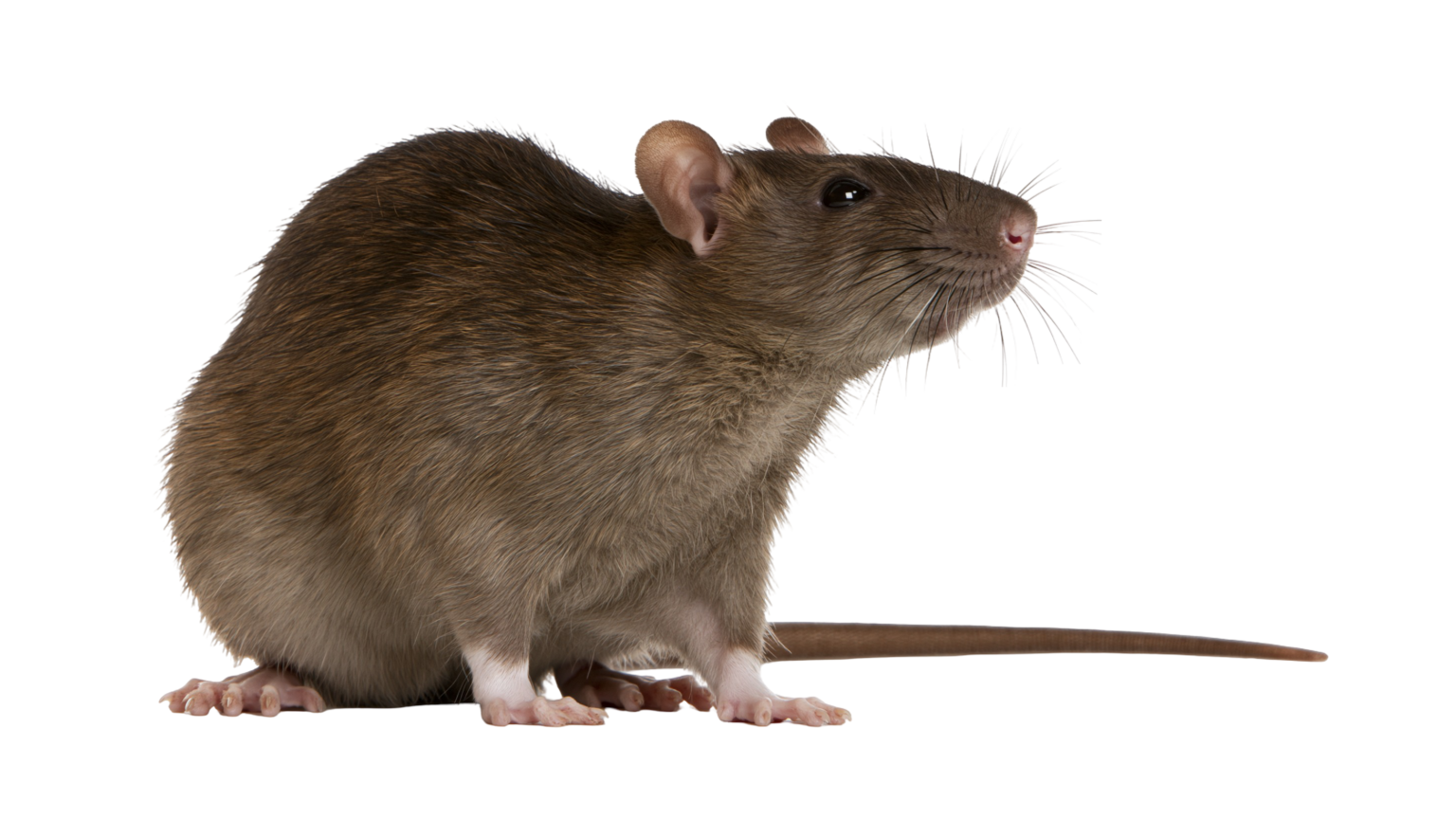 Bruine rat met lange staart zittend.