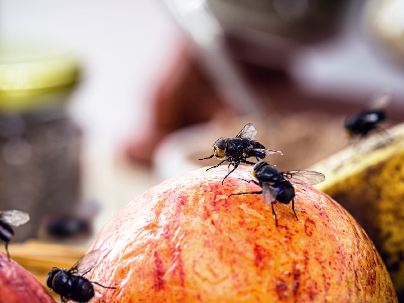 Meerdere zwarte vliegen verzamelen zich op een stuk rijp fruit in de keuken.