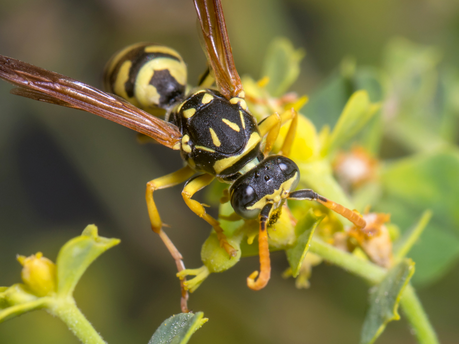 Dichtbij foto van een geel-zwarte wesp die op een groene plant zit.