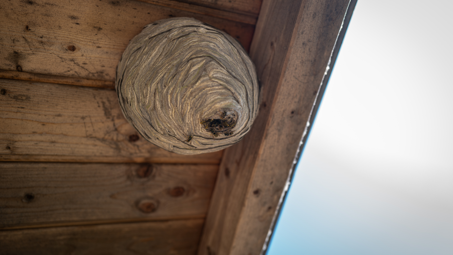 Groot wespennest met wespen vastgemaakt onder de houten dakrand van een woning.